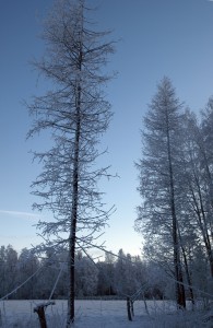Sibiriska lärkar