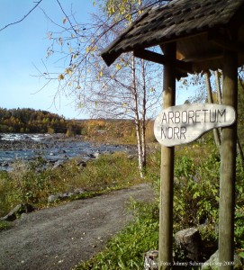 Från arboretets östra entré har man en fin utsikt över Baggböleforsen.