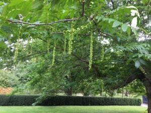 IMG_17791